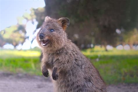 quako|quokka animal facts.